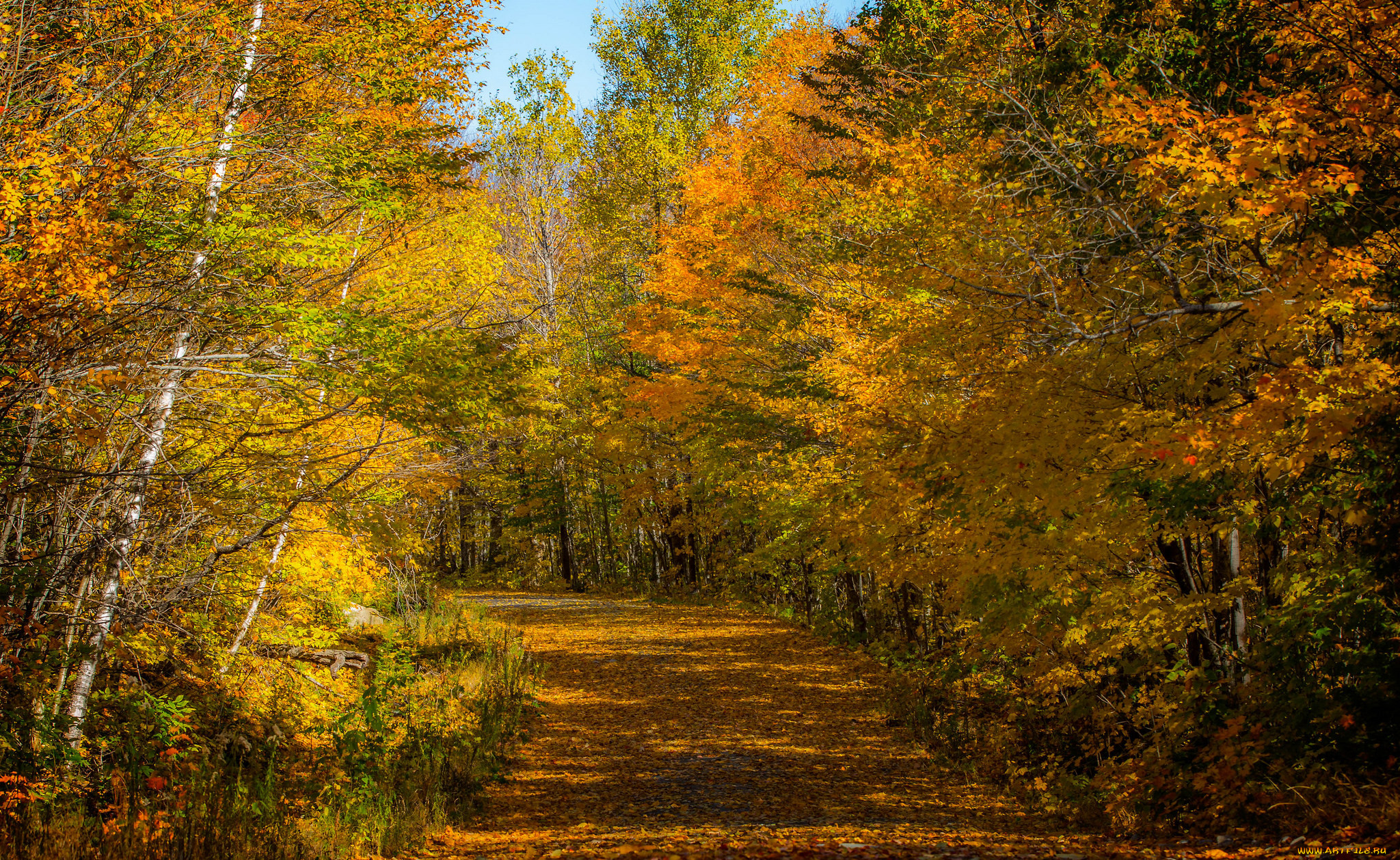 Осенний лес фото рисунок
